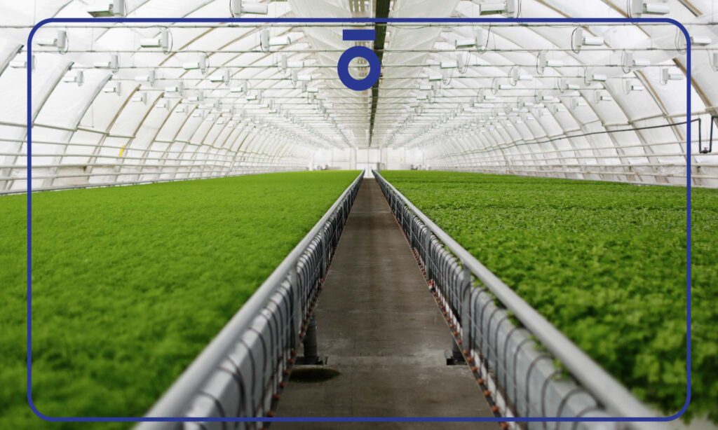 تقنيات الزراعة المائية الفعالة بدون تربة